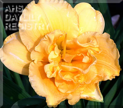 Chautauqua Cha Cha Cha AHS image