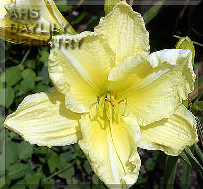 Ella Catherine AHS image