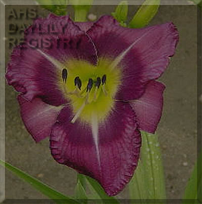 Revolution Leader AHS image
