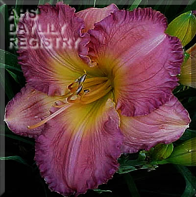 Cody Boy AHS image