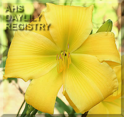 Black's Sunny Day AHS image