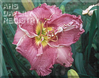 Suburban Louise Cubley AHS image