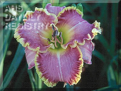 Suburban Pat Adams AHS image