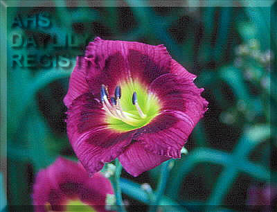 Suburban Purple Gem AHS image