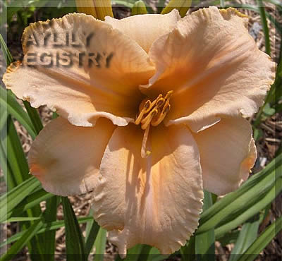 Creamsicle AHS image
