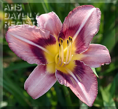 Viracocha Rose AHS image