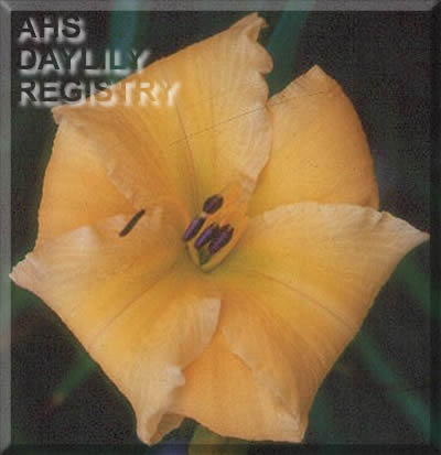 Gold Donut AHS image