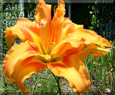 Cole's Cantuckee Peach AHS image