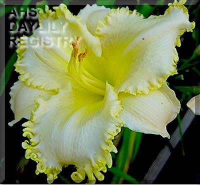 Abilene Horned Toad AHS image