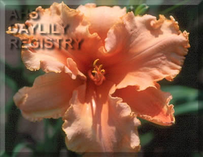 Ruffled Nectarine Sprite AHS image