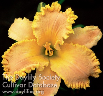 Corn Fed AHS image