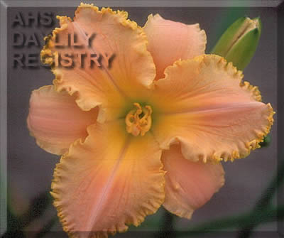 Deluxe Ambergold AHS image