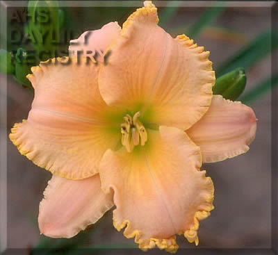 Honey Bouquet AHS image