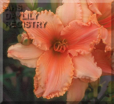 Nectarine Flip AHS image