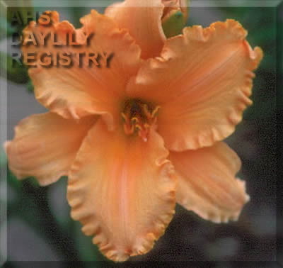 Chipped Orange Slices AHS image