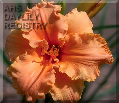 Butterfly Whisper AHS image