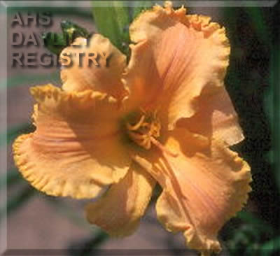 Peach Strudel AHS image
