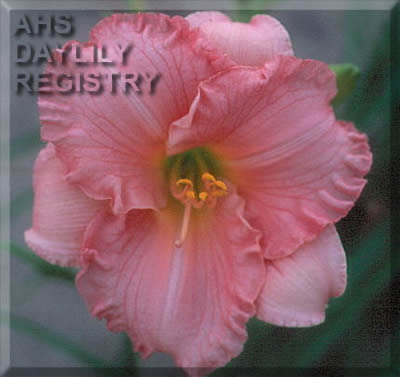 Shy Girl AHS image