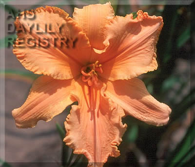 Nectarine Tango AHS image
