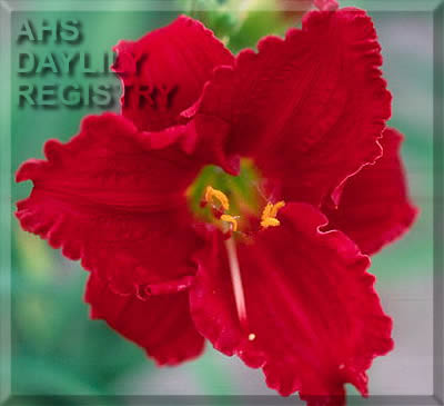 Shy Boy AHS image