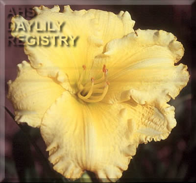 Knockout Yellow AHS image