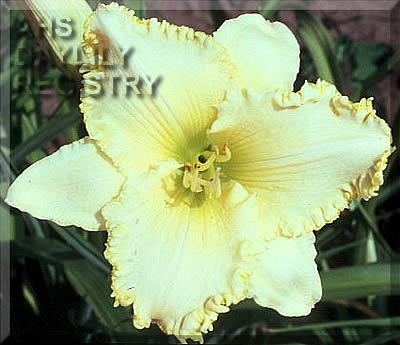 Nifty Yellow AHS image