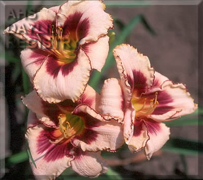 Prize Picotee Zest AHS image