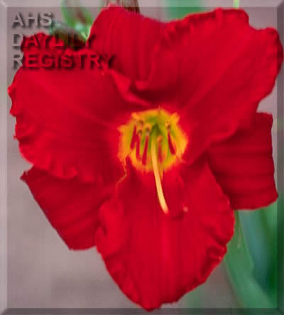 Emperor's Royal Red AHS image