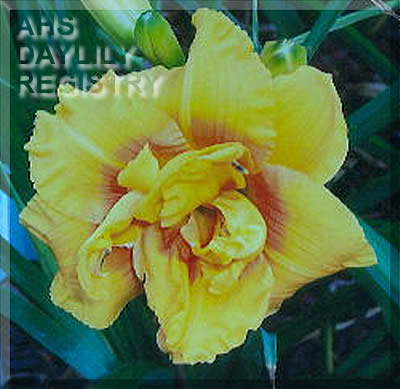 Cheraws Mary Anderson AHS image