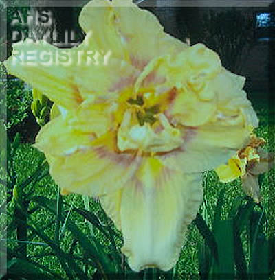 Cheraws Gayle Davis AHS image