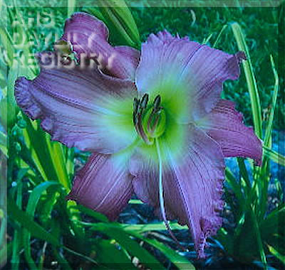Colonial Carolina Amethyst AHS image