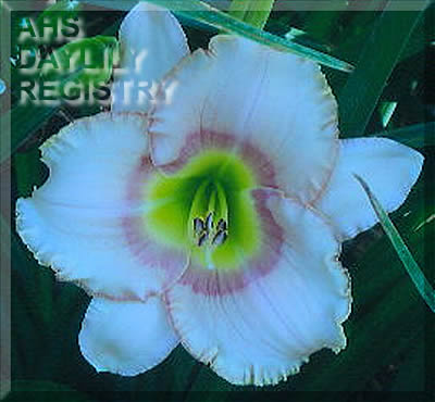 Colonial Green Eyed Baby AHS image