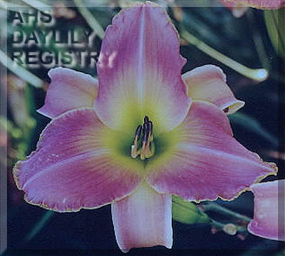 Waltzing with Walter AHS image