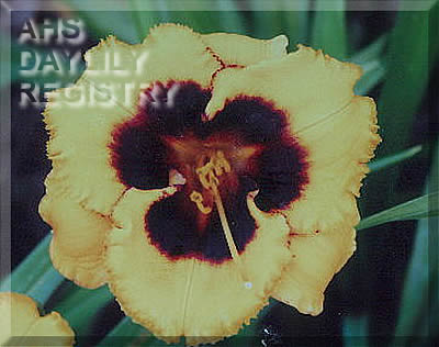 School Bus AHS image