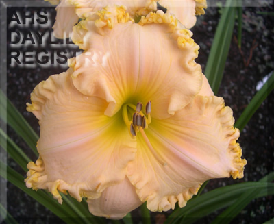 Big Lemonade AHS image