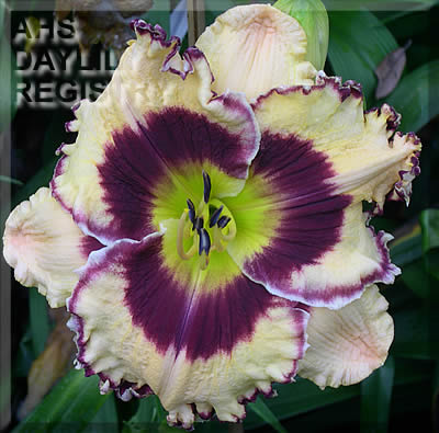 Jungle Palace AHS image