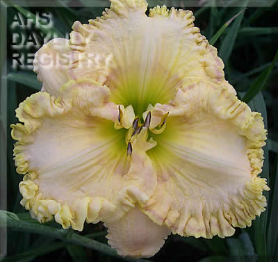 Rainbow Frost AHS image