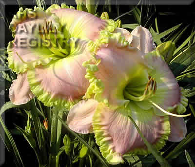 Shamrock Blush AHS image