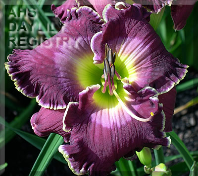 Purple Umbrella AHS image
