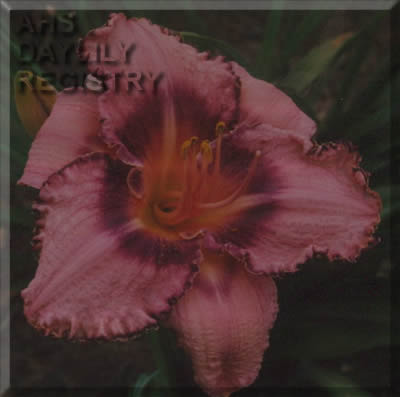 Lilly Phillips AHS image