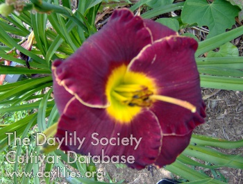 My Buddy Dave AHS image