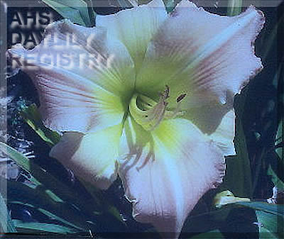 Flint Hills Geisha Butterfly AHS image
