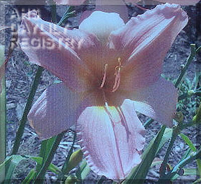 Flint Hills Pink Parasol AHS image