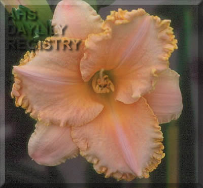 Moonstruck Taffeta AHS image