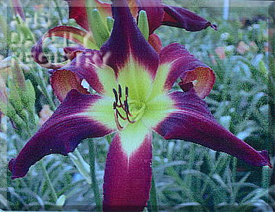 Faity Tuttle AHS image