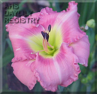 Talk of the Town AHS image