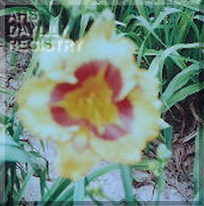 Gold City Sue AHS image