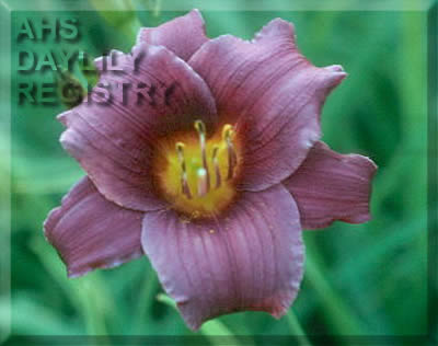Lucky Chip AHS image
