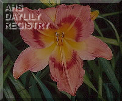 Connie Jean Darden AHS image