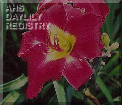 Margaret Virginia Adams AHS image